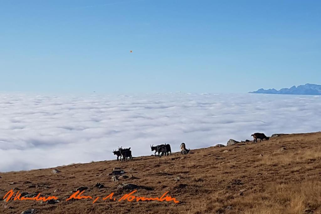 Dolomiten View - South Tyrol ヴィッランドロ エクステリア 写真